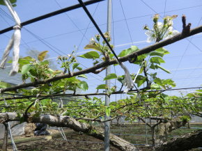 ことのみや果樹園 栃木県　小山市　梨の販売 コシヒカリ 梨 お米 通販 生産直売 産地直送