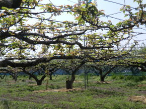 ことのみや果樹園 栃木県　小山市　梨の販売 コシヒカリ 梨 お米 通販 生産直売 産地直送