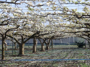 ことのみや果樹園 栃木県　小山市　梨の販売 コシヒカリ 梨 お米 通販 生産直売 産地直送