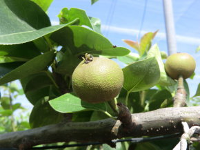 ことのみや果樹園 栃木県　小山市　梨の販売 コシヒカリ 梨 お米 通販 生産直売 産地直送