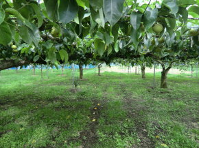 ことのみや果樹園 栃木県　小山市　梨の販売 コシヒカリ 梨 お米 通販 生産直売 産地直送