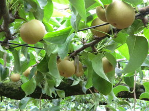 ことのみや果樹園 栃木県　小山市　梨の販売 コシヒカリ 梨 お米 通販 生産直売 産地直送