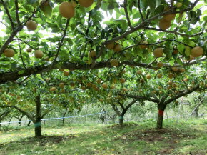 ことのみや果樹園 栃木県 小山市 梨の販売 コシヒカリ 梨 お米 通販 生産直売 産地直送