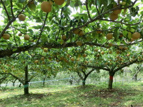 ことのみや果樹園 栃木県　小山市　梨の販売 コシヒカリ 梨 お米 通販 生産直売 産地直送