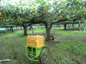 ことのみや果樹園 栃木県　小山市　梨の販売 コシヒカリ 梨 お米 通販 生産直売 産地直送