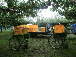 ことのみや果樹園 栃木県　小山市　梨の販売 コシヒカリ 梨 お米 通販 生産直売 産地直送