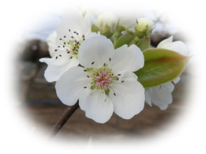 梨の花 梨販売 栃木県 小山市 ことのみや果樹園 お米 こしひかり コシヒカリ 通販 オンラインショップ 梨 生産直売 産地直送