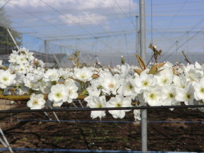 梨販売　栃木県　小山市　ことのみや果樹園 お米 こしひかり コシヒカリ 通販 オンラインショップ　梨 生産直売 産地直送