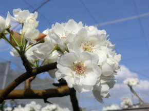 梨販売　栃木県　小山市　ことのみや果樹園 お米 こしひかり コシヒカリ 通販 オンラインショップ　梨 生産直売 産地直送