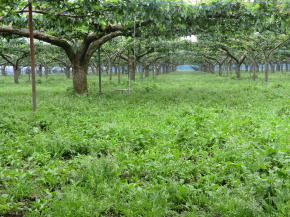 梨販売　栃木県　小山市　ことのみや果樹園 お米 こしひかり コシヒカリ 通販 オンラインショップ　梨 生産直売 産地直送