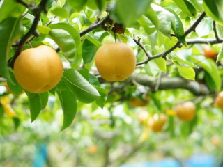 ことのみや果樹園 お米 販売 栃木県 小山市 玄米 通販 コシヒカリ