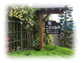 梨販売 栃木県 小山市 ことのみや果樹園 お米 こしひかり コシヒカリ 通販 オンラインショップ 梨 生産直売 産地直送