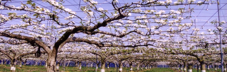 ことのみや果樹園 栃木県　小山市　梨の販売 コシヒカリ 梨 お米 通販 生産直売 産地直送