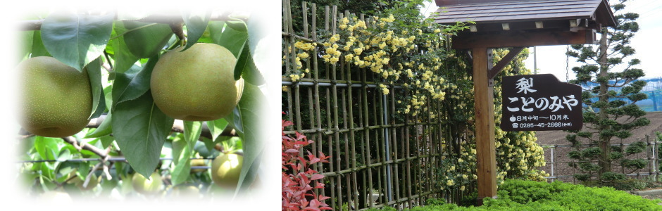 ことのみや果樹園 栃木県　小山市　梨の販売 コシヒカリ 梨 お米 通販 生産直売 産地直送